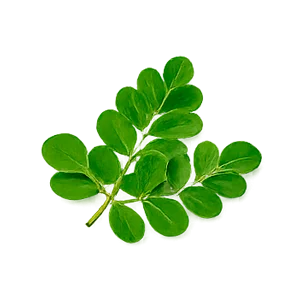 Diacap — Extracto de hojas de moringa